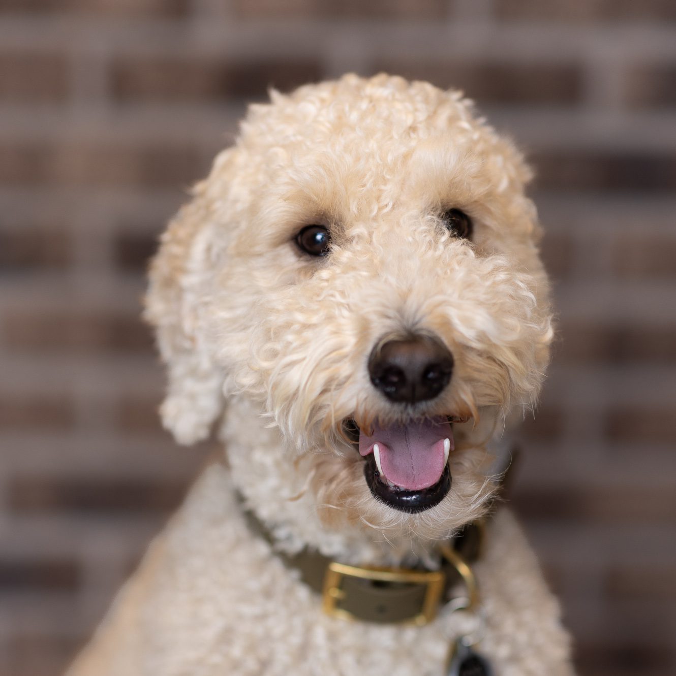 Dental Clinic Dog